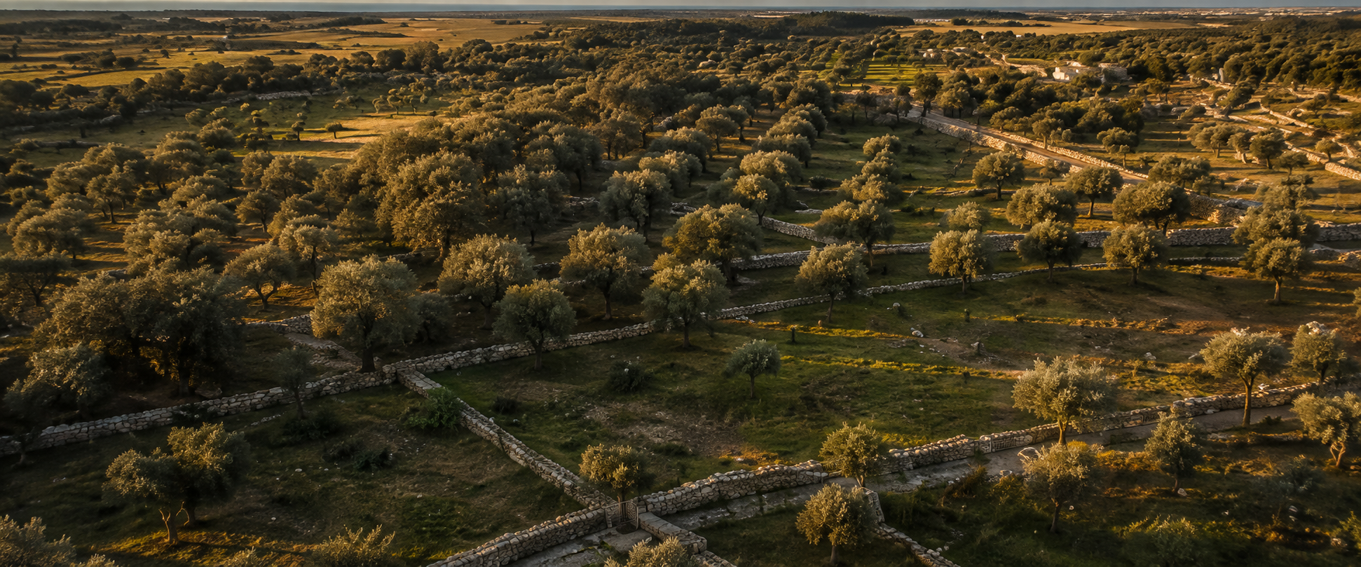 Paesaggio olivicolo visto dall'alto